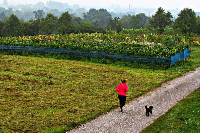 Bieganie z psem — pomysły na aktywny weekend z Twoim pupilem