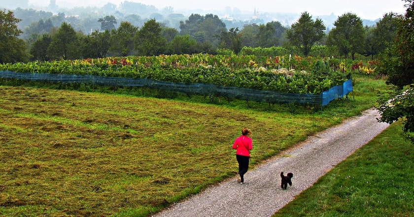 Bieganie z psem — pomysły na aktywny weekend z Twoim pupilem