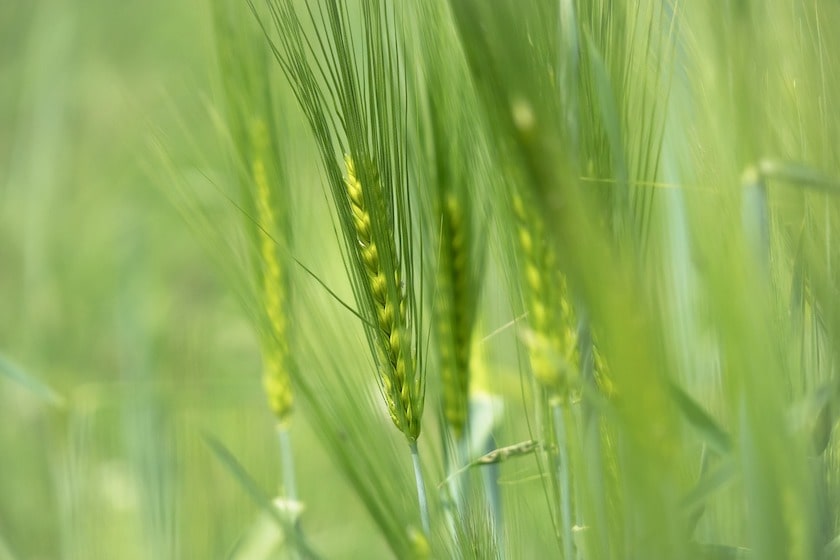 Dlaczego warto pić młody jęczmień